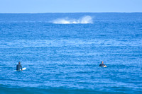 PDM_1_16_22_Whales jumping_Surf pumping-10