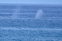 DW_+_Whales_ZEN_PDM_2_28_22-19